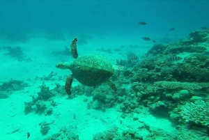 Da Sharm: crociera di lusso con immersioni a Ras Mohammed con pranzo