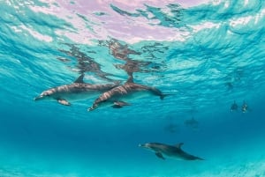Da Sharm: crociera di lusso con immersioni a Ras Mohammed con pranzo