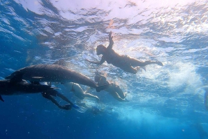 Da Sharm: crociera di lusso con immersioni a Ras Mohammed con pranzo