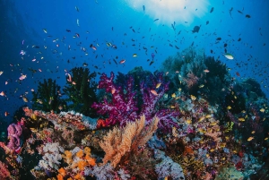 Da Sharm: crociera di lusso con immersioni a Ras Mohammed con pranzo