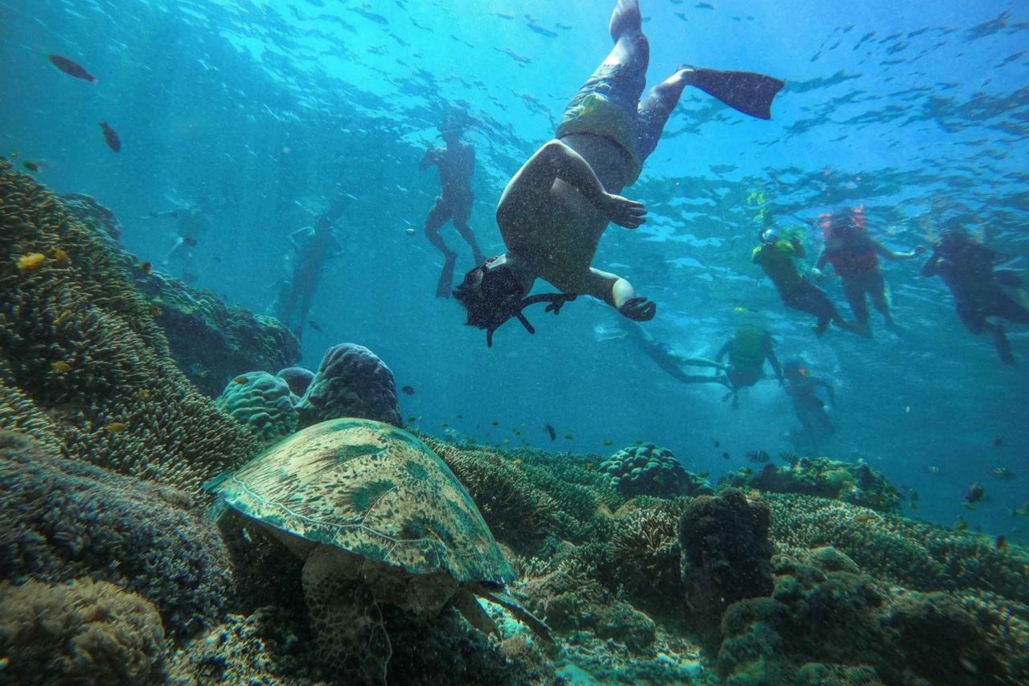 From Sharm: Ras Mohamed, White Island Snorkel & Dive w/Lunch
