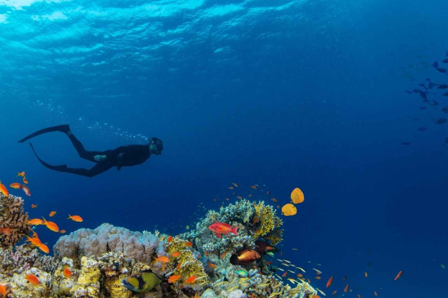 From Sharm: Ras Mohamed, White Island Snorkel & Dive w/Lunch