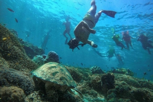 From Sharm: Ras Mohamed, White Island Snorkel & Dive w/Lunch
