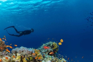 From Sharm: Ras Mohamed, White Island Snorkel & Dive w/Lunch