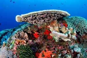 From Sharm: Ras Mohamed, White Island Snorkel & Dive w/Lunch