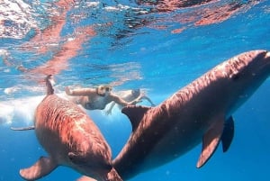 Desde Sharm Crucero de snorkel por Ras Mohammed y buceo opcional