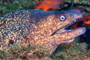 Från Sharm: Snorkelkryssning i Ras Mohammed och dykning (tillval)