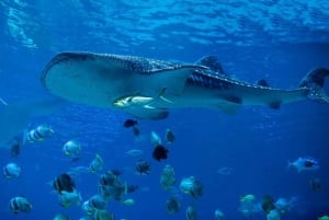 De Sharm: Cruzeiro de mergulho com snorkel em Ras Mohammed e mergulho opcional