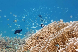 Au départ de Sharm : Croisière de plongée en apnée à Ras Mohammed et plongée facultative