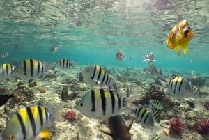 Från Sharm: Snorkelkryssning i Ras Mohammed och dykning (tillval)