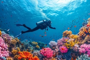 Desde Sharm Ras Muhammed y la Isla Blanca en barco e intro inmersión