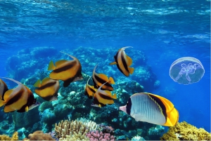 Från Sharm: Ras Muhammed & White Island med båt och introdyk