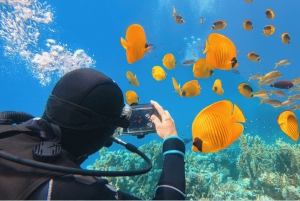 Från Sharm: Ras Muhammed & White Island med båt och introdyk