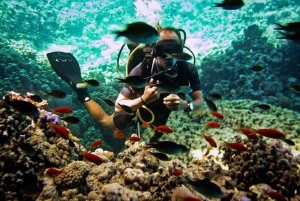 Från Sharm: Ras Muhammed & White Island med båt och introdyk