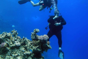 Från Sharm: Ras Muhammed & White Island med båt och introdyk