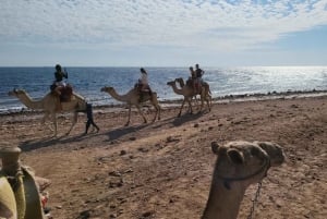 Desde Sharm Cañón Rojo, Dahab, excursión en quad, camello y snorkel