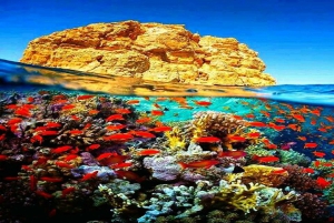From Sharm: White Island and Ras Mohamed Snorkeling Trip