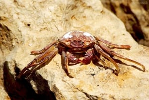 Da Sharm: Isola Bianca e Ras Mohamed per lo snorkeling