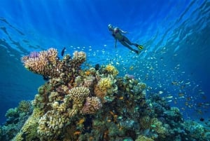 Fra Sharm: Snorkeltur til White Island og Ras Mohamed