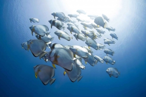 Fra Sharm: Snorkletur på White Island og Ras Mohamed