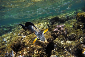 Vanuit Sharm: Wit eiland en Ras Mohamed snorkeltrip