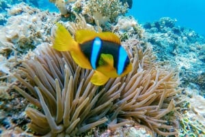 Vanuit Sharm: Wit eiland en Ras Mohamed snorkeltrip