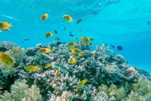 Vanuit Sharm: Wit eiland en Ras Mohamed snorkeltrip