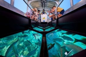 Sharm El-Sheik: Coral Reef Private Glass-Bottom Boat Tour