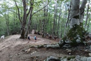 Hidden Gems of Theth:Private Day Tour to Waterfall &Blue Eye