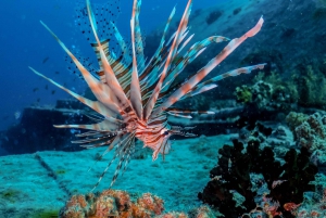 Hurghada: Liveaboard Diving Adventure around Ras Mohamed