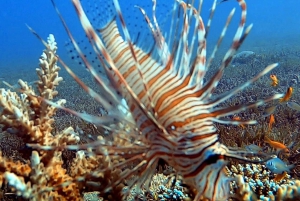 Hurghada: Liveaboard Diving Adventure around Ras Mohamed