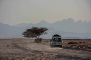 Hurghada: Quad Bike, Buggy, Jeep Safari, Camel Ride & Dinner