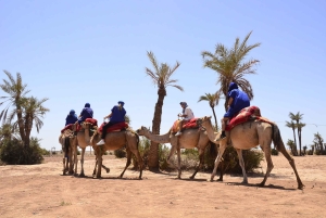 Марракеш: катание на верблюде в пустыне Рехамна и марокканский чай