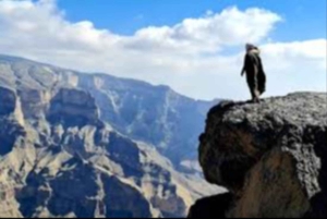 Маскат: однодневная экскурсия в Джабаль-Шамс и Низву