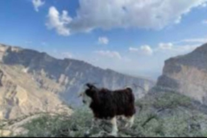 Маскат: однодневная экскурсия в Джабаль-Шамс и Низву