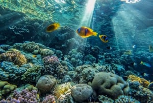 Desde Sharm El-Sheikh Excursión en barco a la estación de rayas de Ras Mohamed