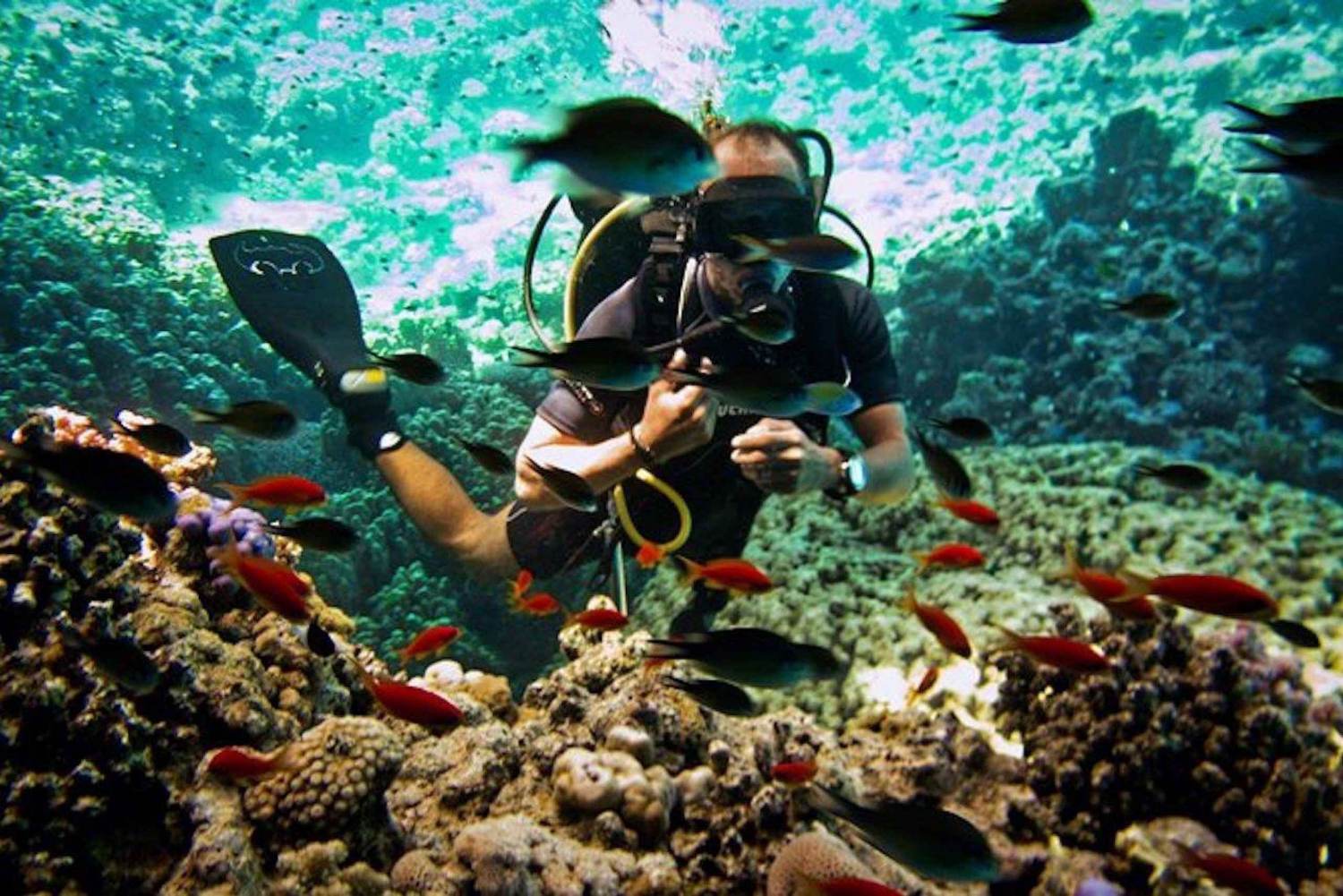 Sharm El Sheikh: Ras Mohamed, Biała Wyspa, nurkowanie i snorkeling