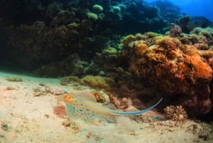 Sharm El Sheij: Snorkel en Ras Mohamed e Isla Blanca