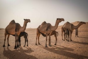 Эр-Рияд: Посещение верблюжьей фермы в сердце пустыни
