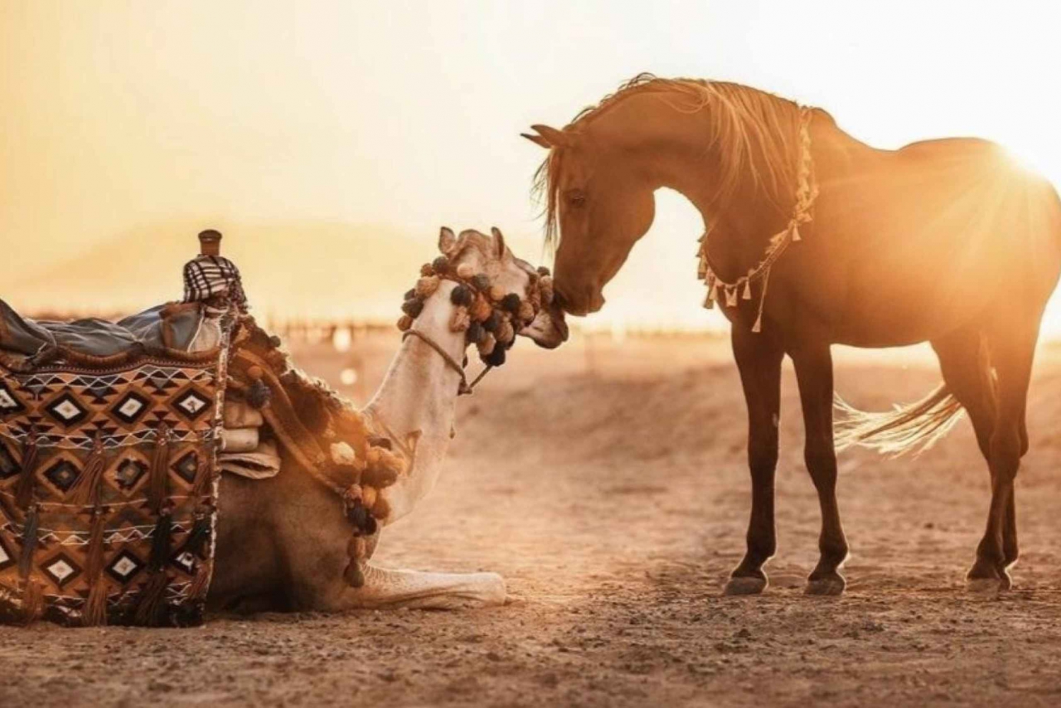 Sharm: Aventura árabe a caballo y paseo en camello con desayuno