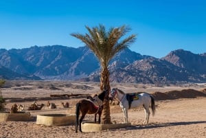 Sharm: Arabian Adventure Horse Ride & Camel Ride w Breakfast