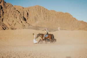 Sharm: Arabiskt äventyr - häst- och kamelritt m frukost