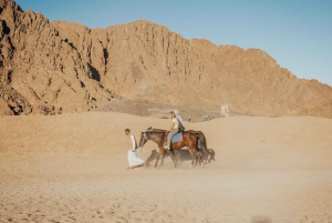 Sharm: Arabian Adventure Horse Ride & Camel Ride w Breakfast