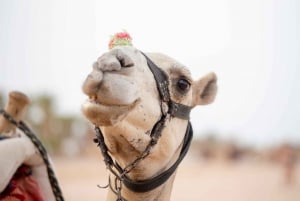 Sharm: Desert Adventures ATV, Buggy, Horse Ride & Przejażdżka na wielbłądzie