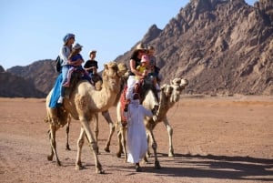 Sharm El Sheikh: ATV, Bedouin Tent with BBQ Dinner and Show