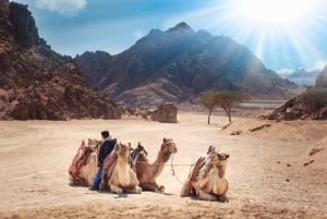 Sharm El Sheikh : VTT, balade à dos de chameau avec dîner barbecue et spectacle