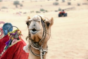 Sharm El Sheikh: ATV Quad Bike Ride & Camel Ride ved solopgang
