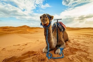 Sharm El Sheikh: Sharm Shikh: ATV Tour, Stargazing, Camel, Dinner, & Show.