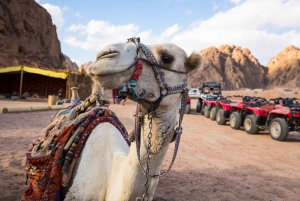 Sharm El Sheikh: Tour in ATV, osservazione delle stelle, cammello, cena e spettacolo