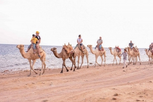 Sharm El Sheikh Bedouin Dinner and Camel Ride